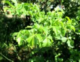 Searsia dentata