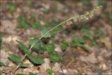 Image of taxon representative. Author is Владимир Савчук