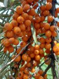 View full-size image Hippophae rhamnoides