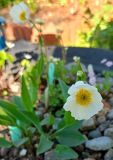 Ranunculus amplexicaulis