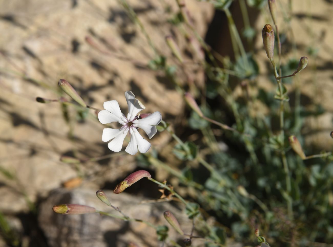 Изображение особи Silene chlorifolia.