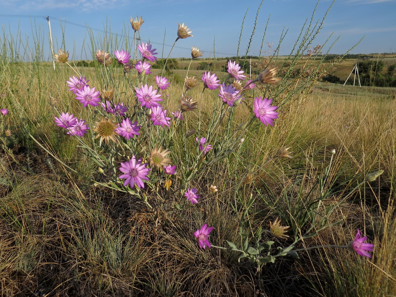 Изображение особи Xeranthemum annuum.