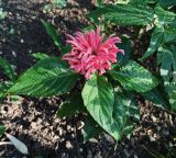 Image of taxon representative. Author is Григорий Токарев