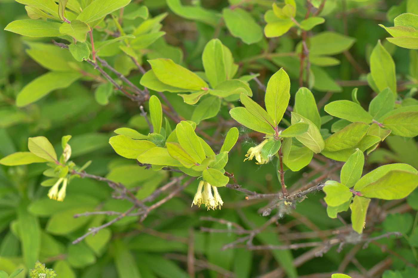Изображение особи Lonicera caerulea.
