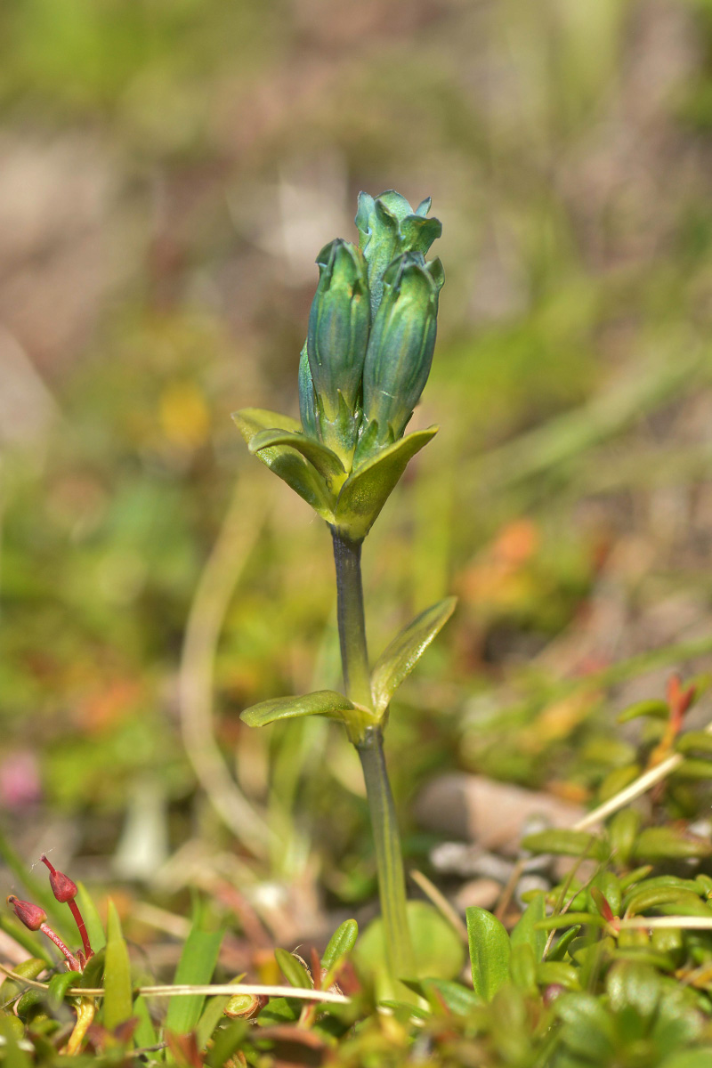 Изображение особи Gentiana glauca.