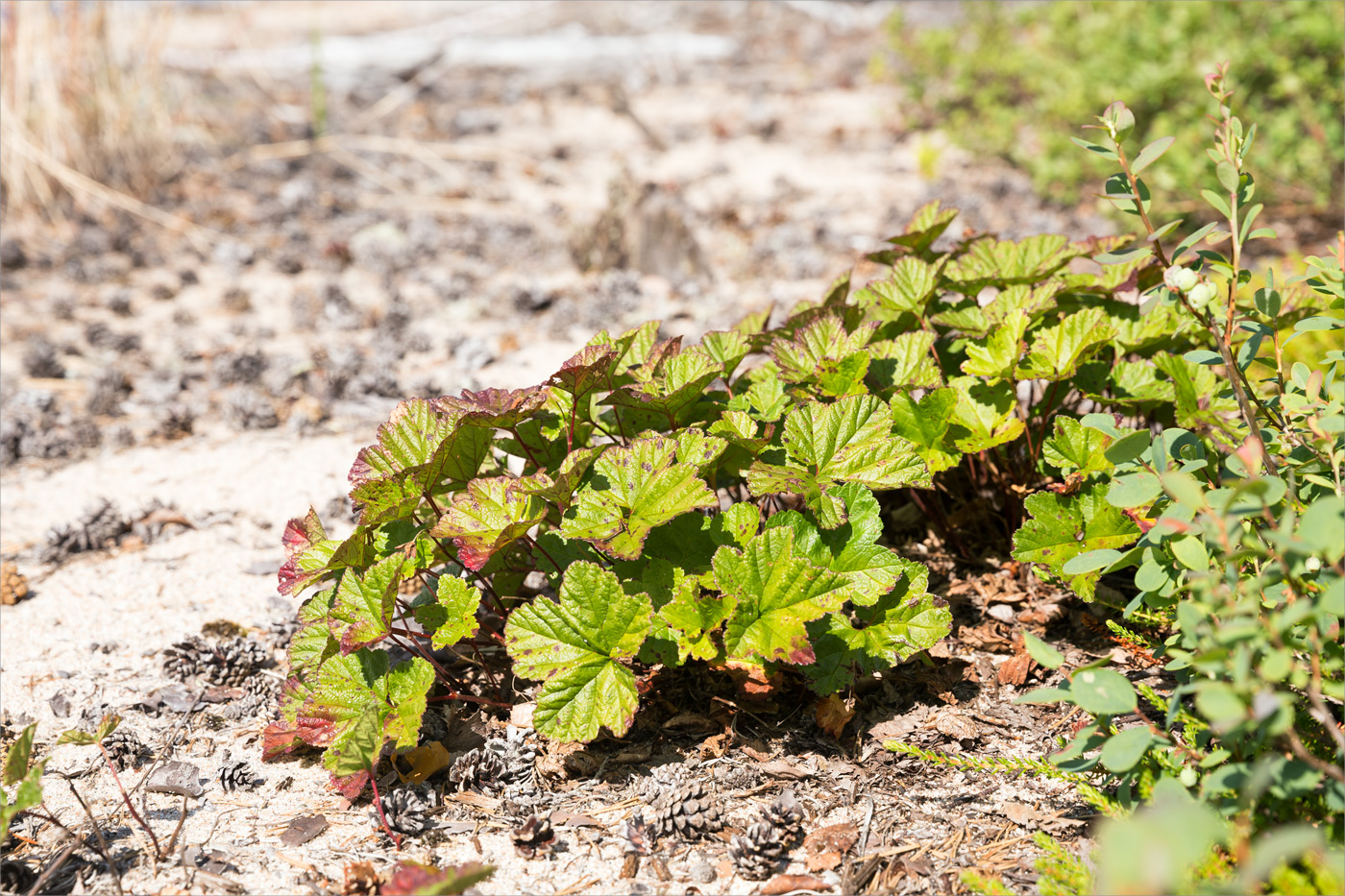 Image of Rubus chamaemorus specimen.