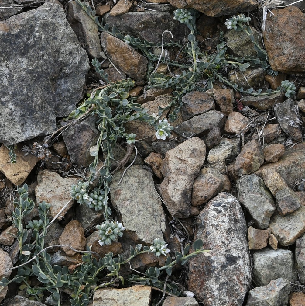 Изображение особи Telephium orientale.