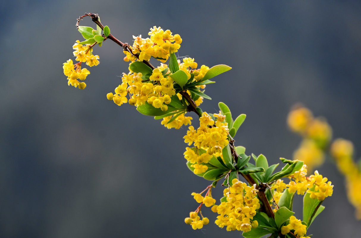 Изображение особи Berberis dubia.