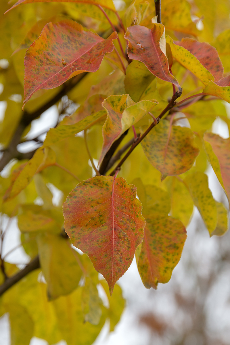 Image of genus Pyrus specimen.