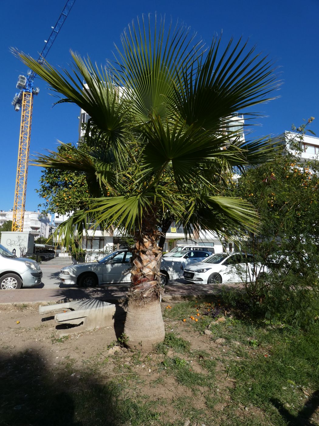 Изображение особи Washingtonia filifera.