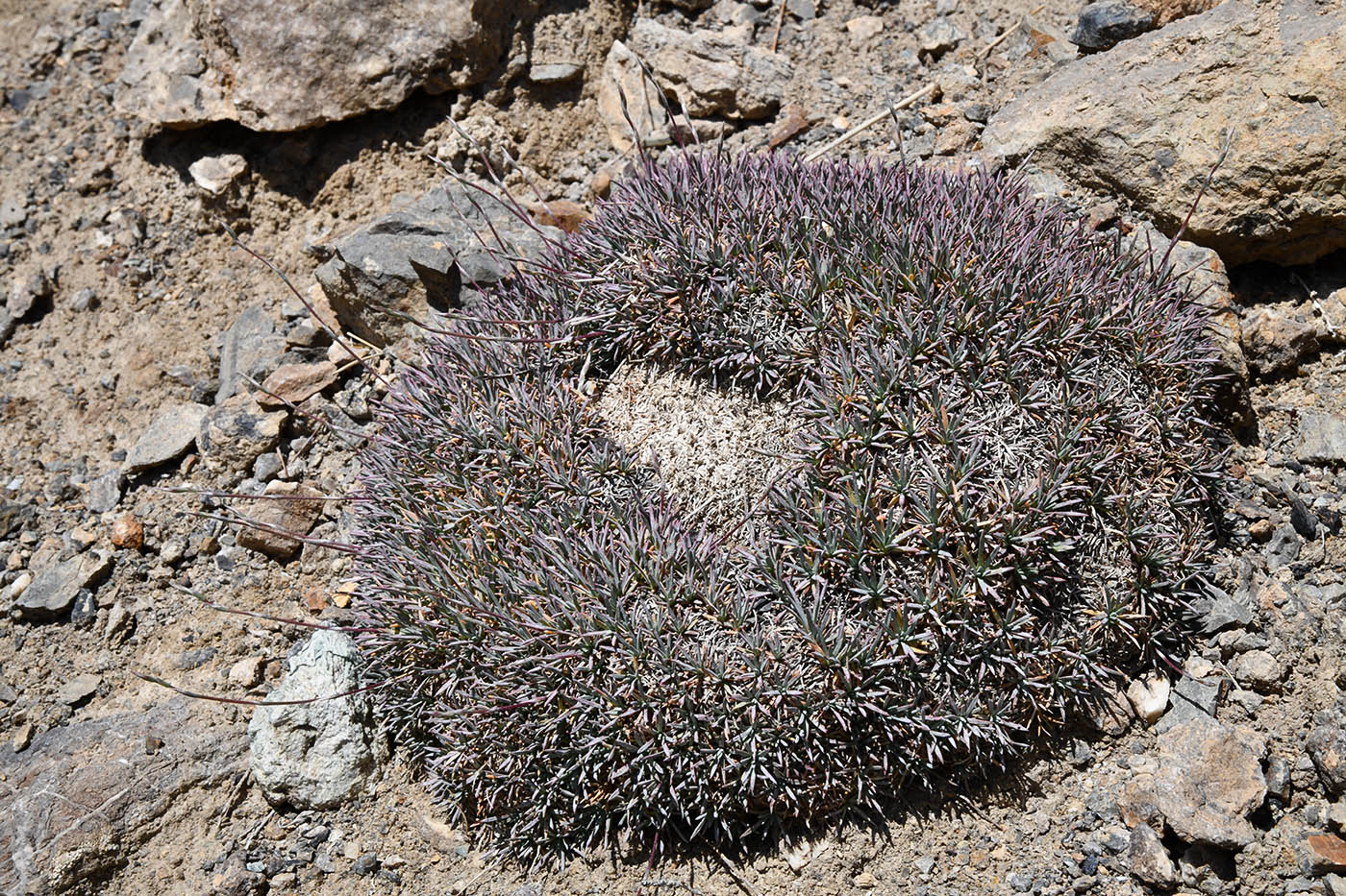 Image of Acantholimon compactum specimen.