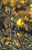 Ulex europaeus. Часть побега с цветком. Краснодарский край, Сочи, Адлерский р-н, парк \"Южные культуры\", в культуре. 20 февраля 2026 г.