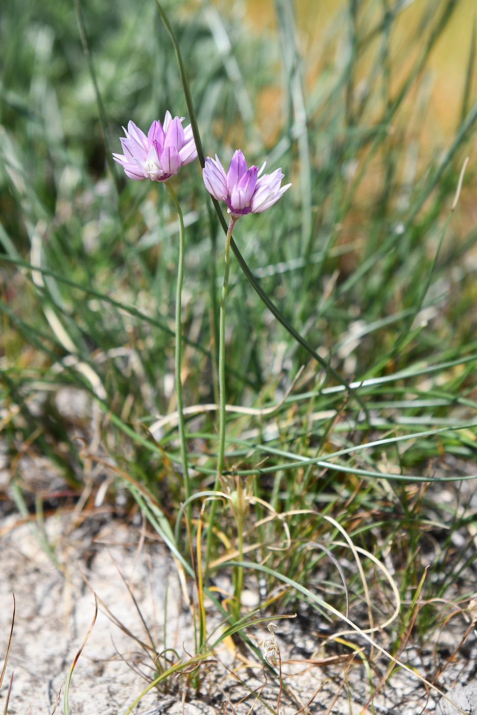 Image of Allium griffithianum specimen.