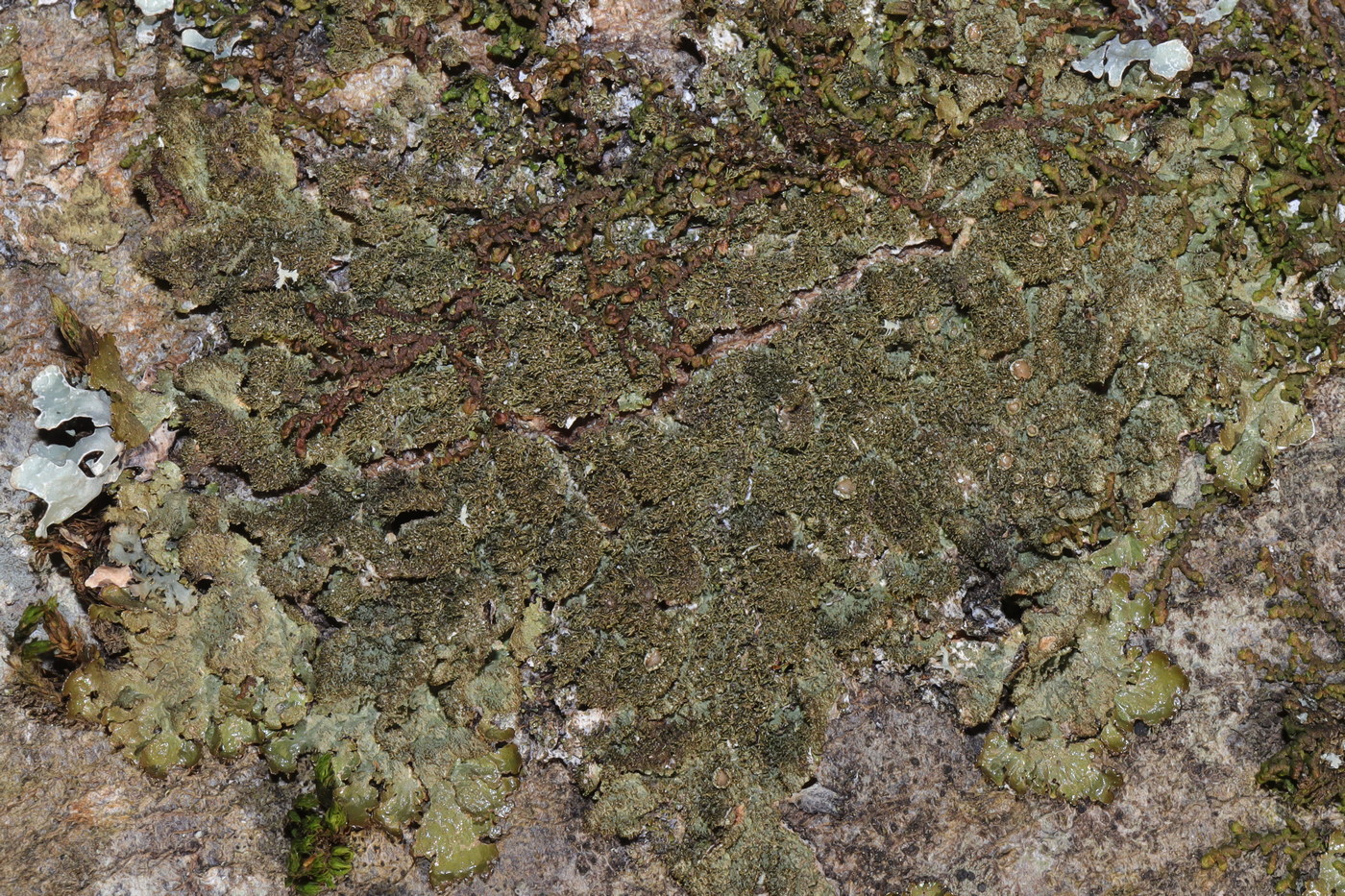 Изображение особи Melanohalea elegantula.