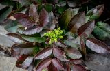 Mahonia aquifolium. Распускающееся соцветие и листья. Волгоградская обл., Камышинский р-н, г. Камышин, в культуре. 11.04.2026.