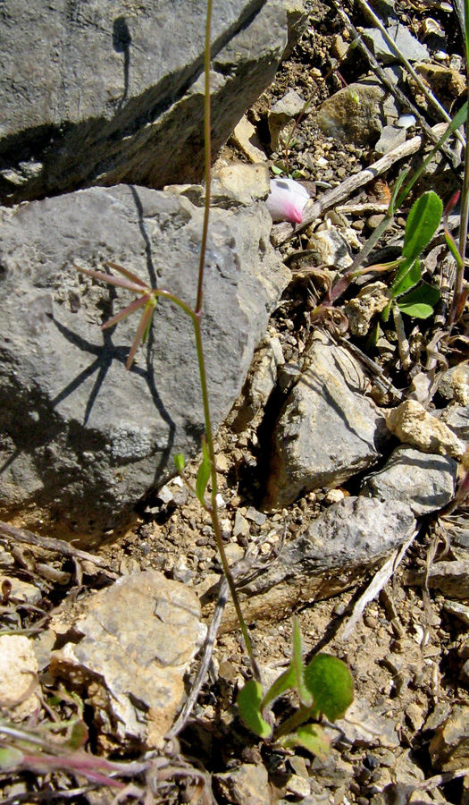 Image of Rhagadiolus edulis specimen.