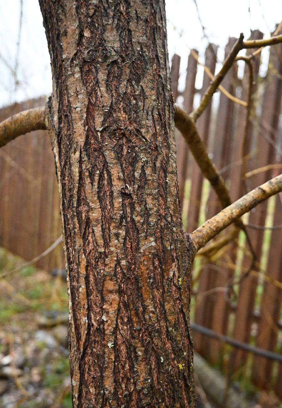 Изображение особи род Salix.