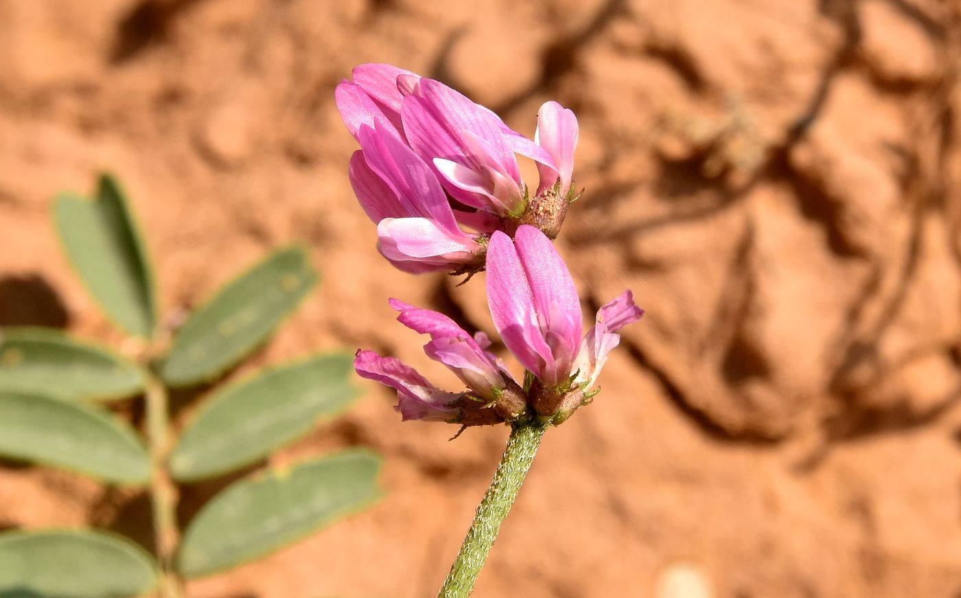 Изображение особи Astragalus oxyglottis.