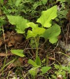 Doellingeria scabra