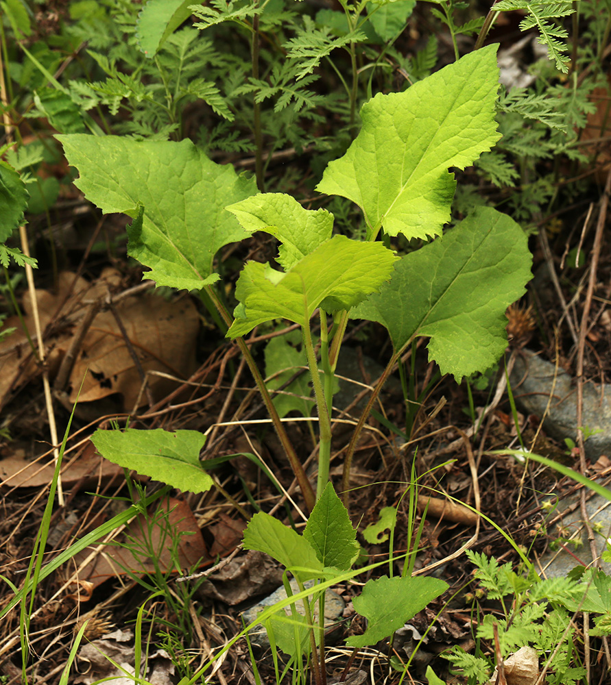 Image of Doellingeria scabra specimen.