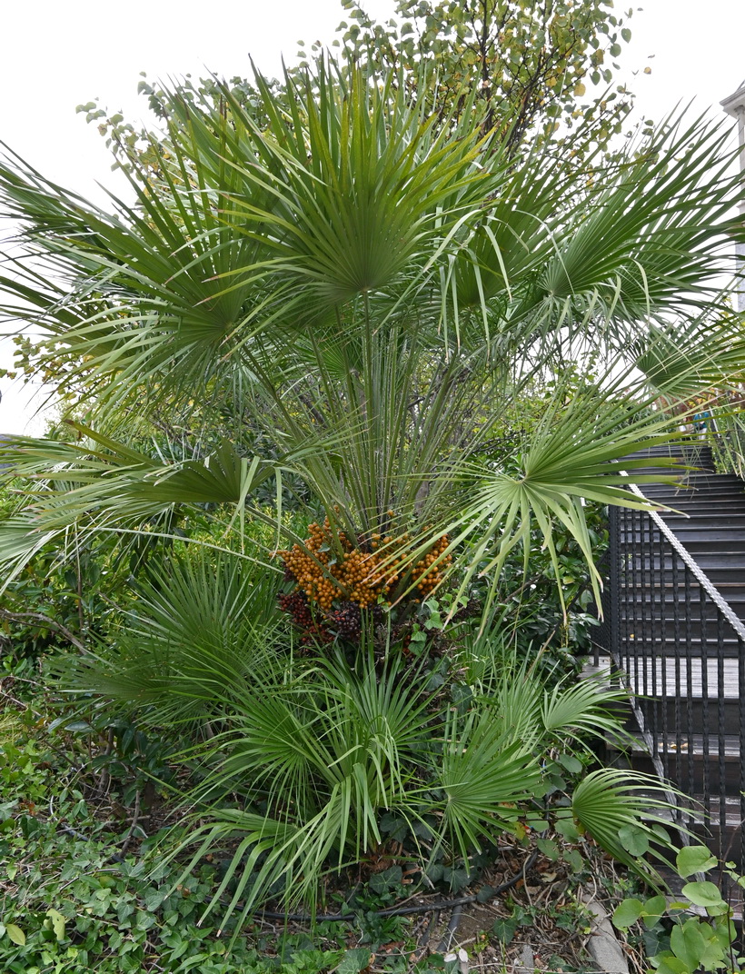 Изображение особи семейство Arecaceae.