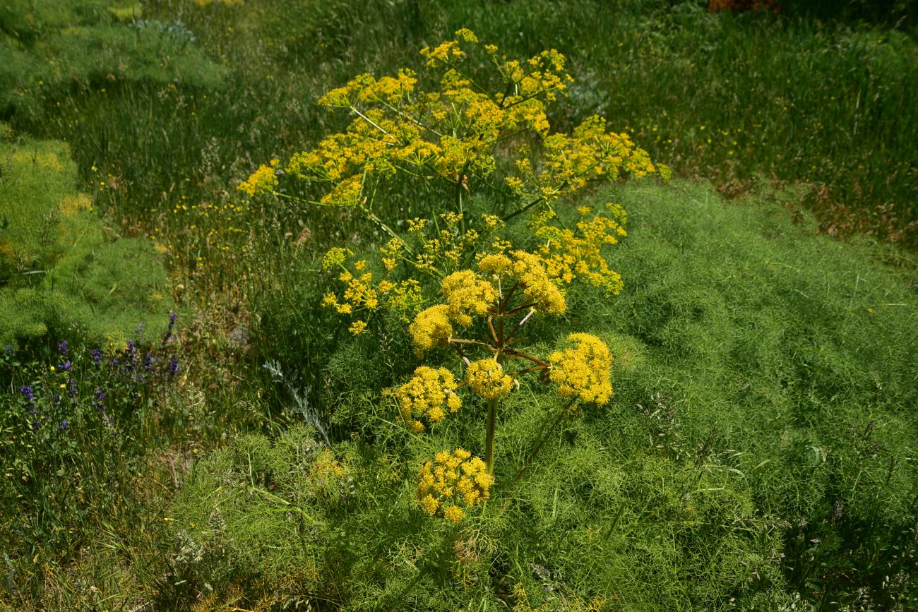 Изображение особи семейство Apiaceae.