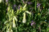 род Onosma