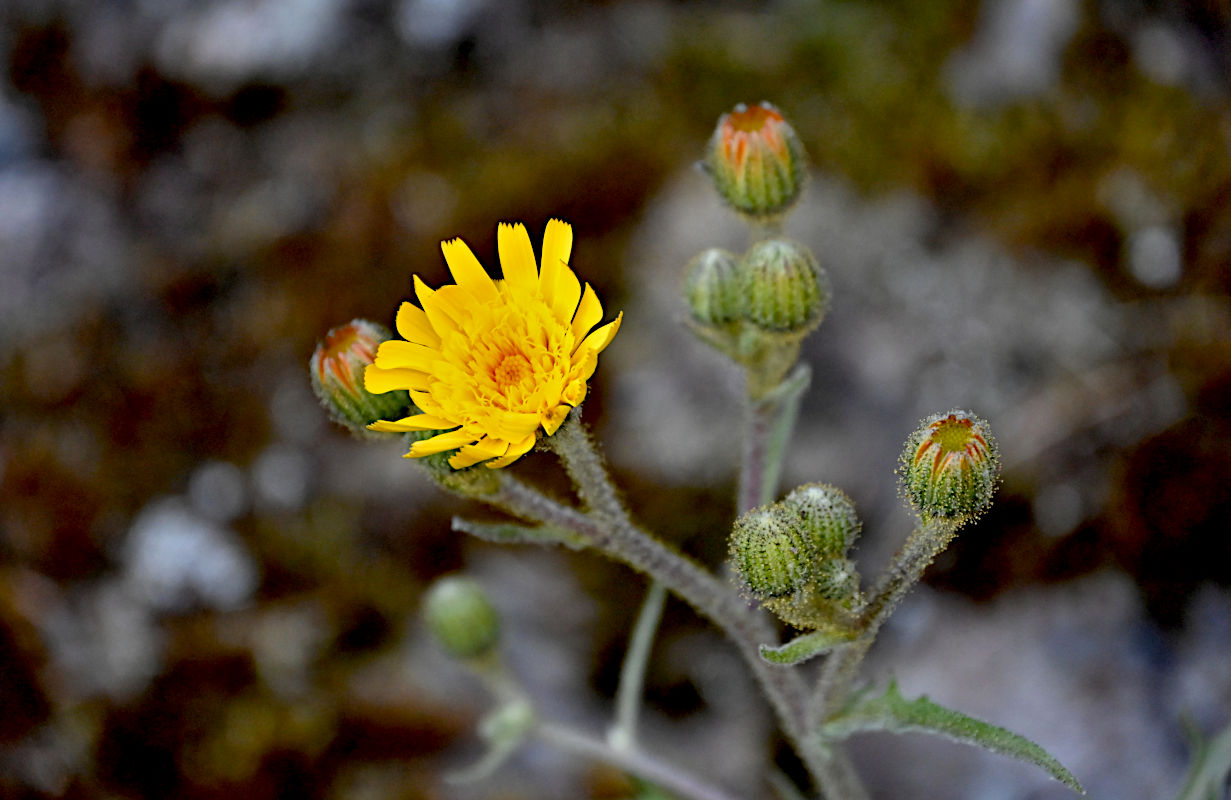 Image of Crepis vesicaria ssp. andryaloides specimen.