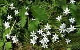 род Ornithogalum