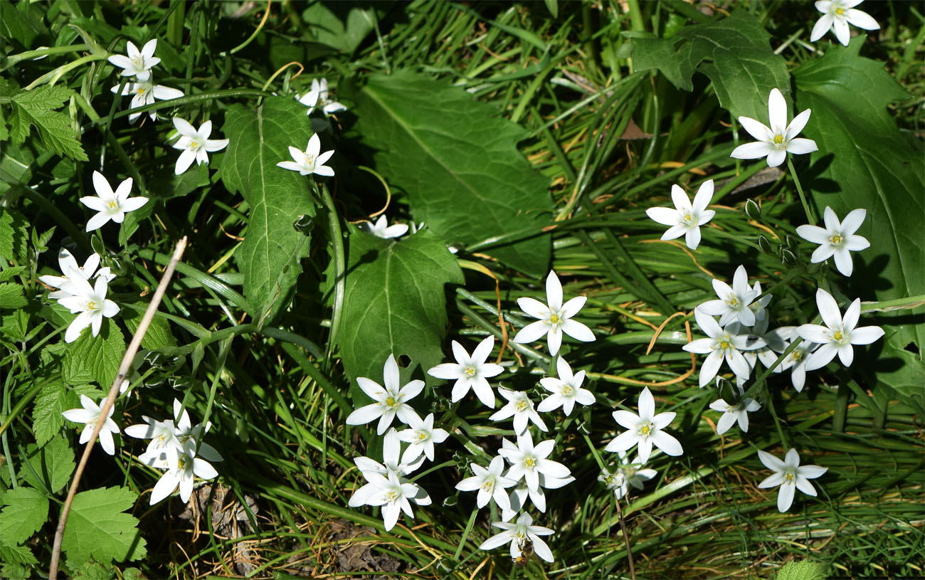 Изображение особи род Ornithogalum.