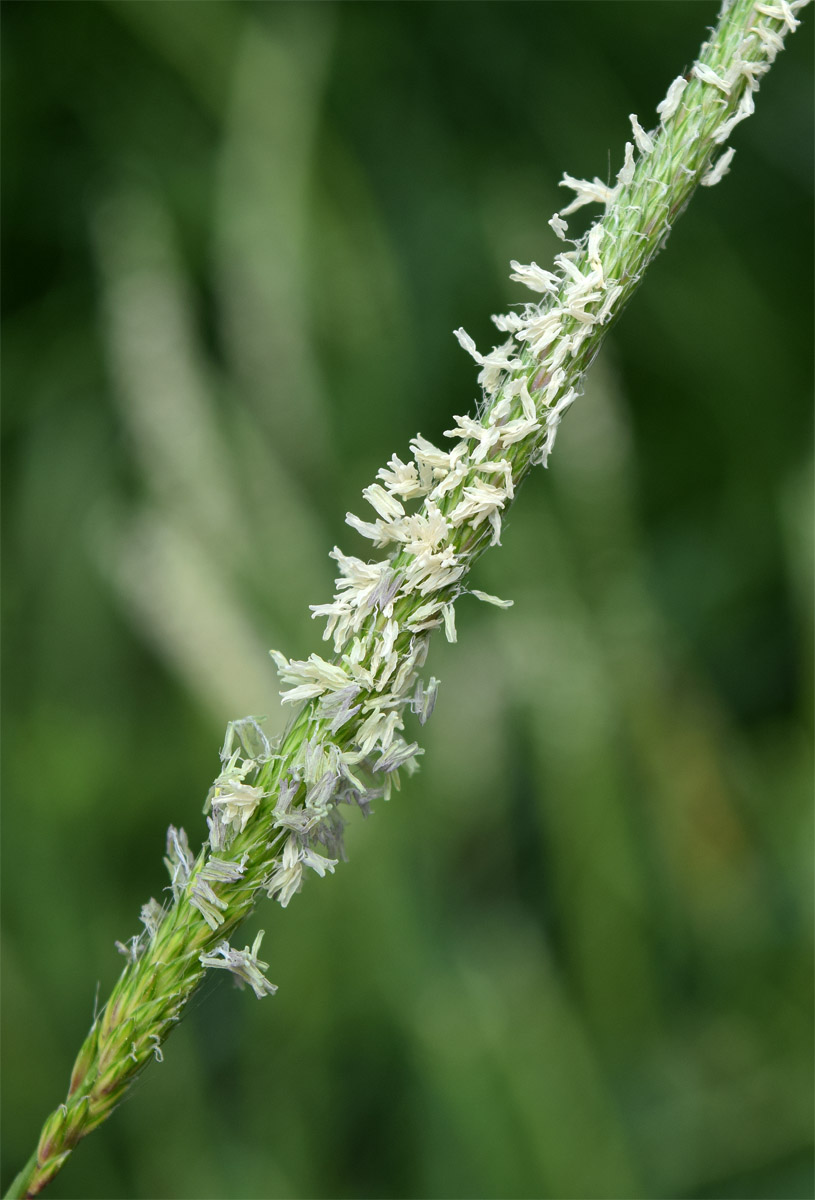 Image of Alopecurus myosuroides specimen.