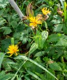 Crepis coreana. Верхушка цветущего растения. Хабаровский край, р-н имени Лазо, массив горы Ко, гора Столовая, выс. ≈ 1650 м н.у.м., каменноберёзовый лес на верхней границе лесного пояса. 02.08.2026.