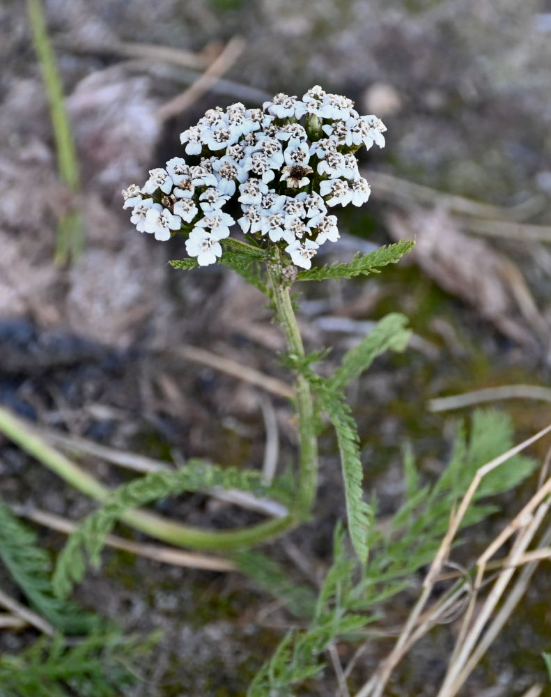 Изображение особи Achillea millefolium.