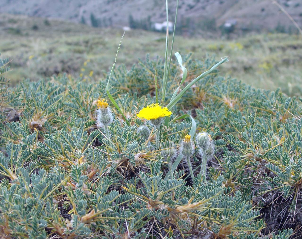 Image of familia Asteraceae specimen.
