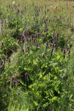 Betonica officinalis