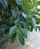 Ligustrum lucidum. Ветвь. Абхазия, г. Сухум, Ботанический сад. 13.08.2024.