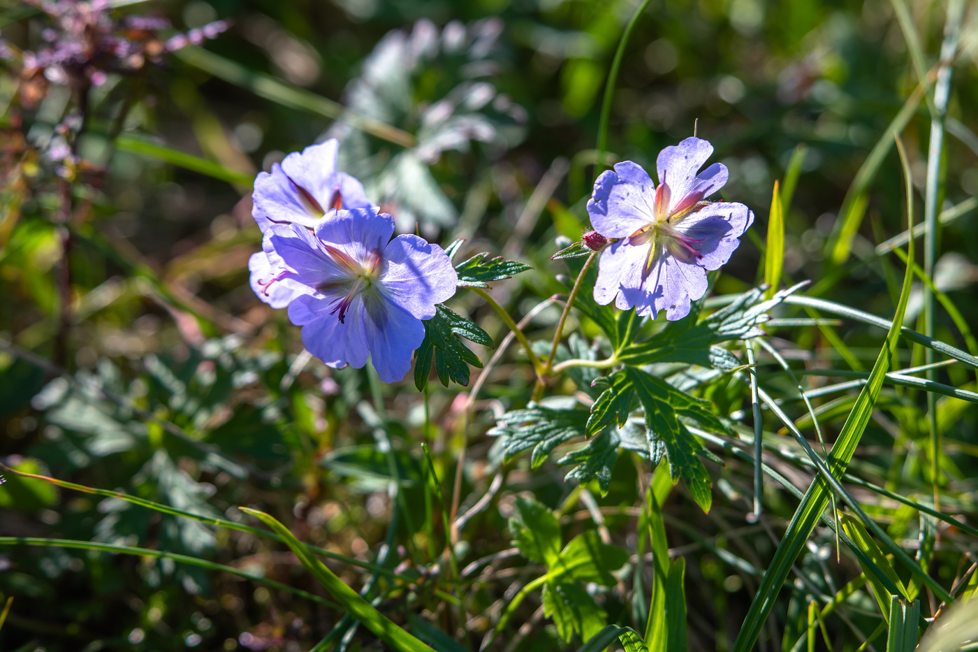 Image of Geranium erianthum specimen.