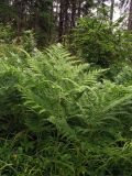 Pteridium pinetorum