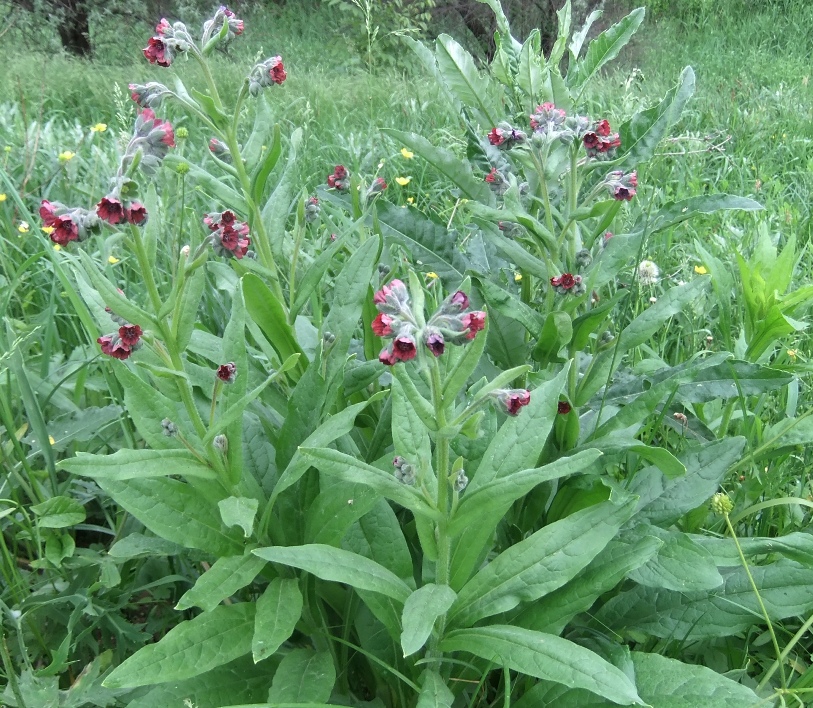 Image of Cynoglossum officinale specimen.