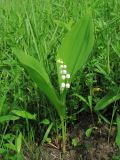 Convallaria majalis. Цветущее растение. Окр. Смоленска, сухой луг на склоне холма. 27.05.2011.