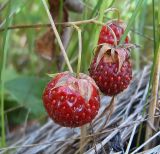 Fragaria viridis. Созревшие плоды. Чувашия, окр. г. Шумерля, Кумашкинский заказник, Соколова поляна. 28 июля 2006 г.