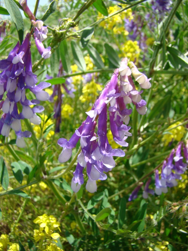 Image of Vicia villosa specimen.