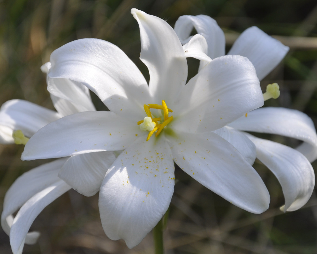 Изображение особи Lilium candidum.