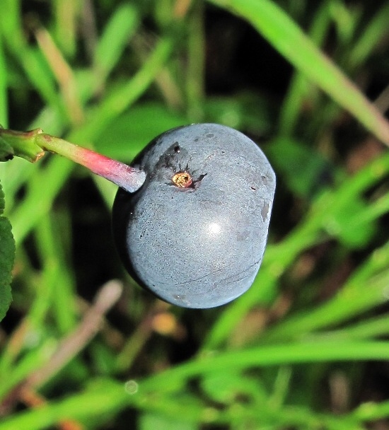 Image of Vaccinium myrtillus specimen.