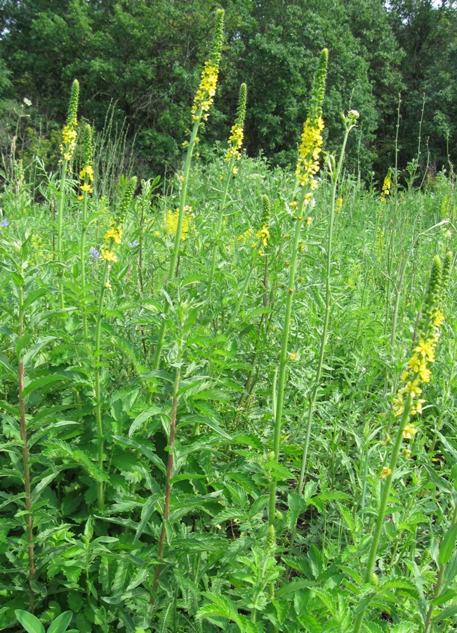 Image of Agrimonia asiatica specimen.