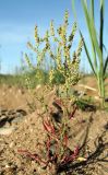 Rumex acetosella