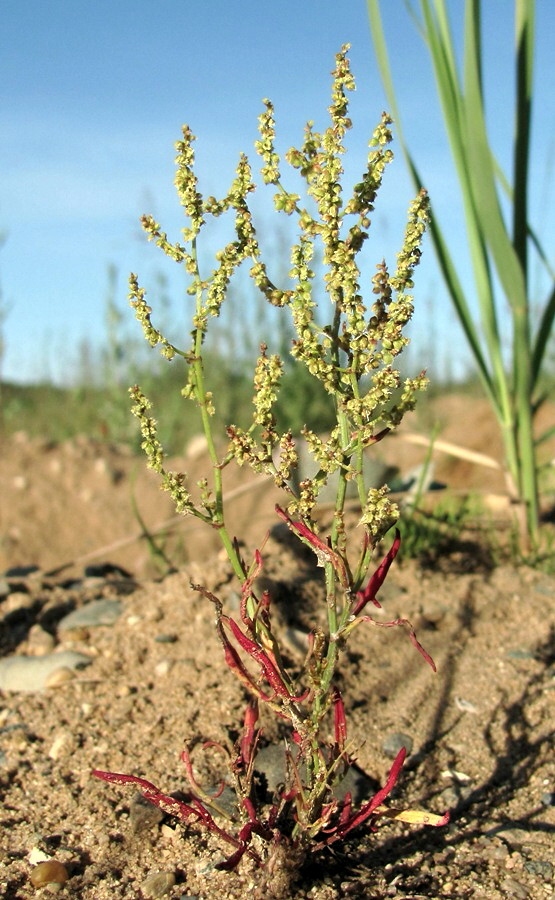 Изображение особи Rumex acetosella.