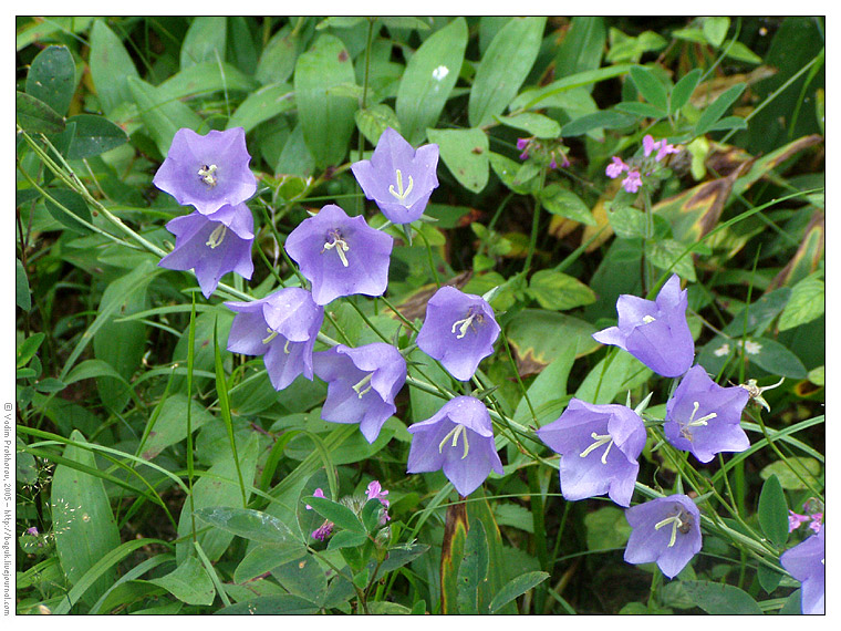 Image of Campanula persicifolia specimen.