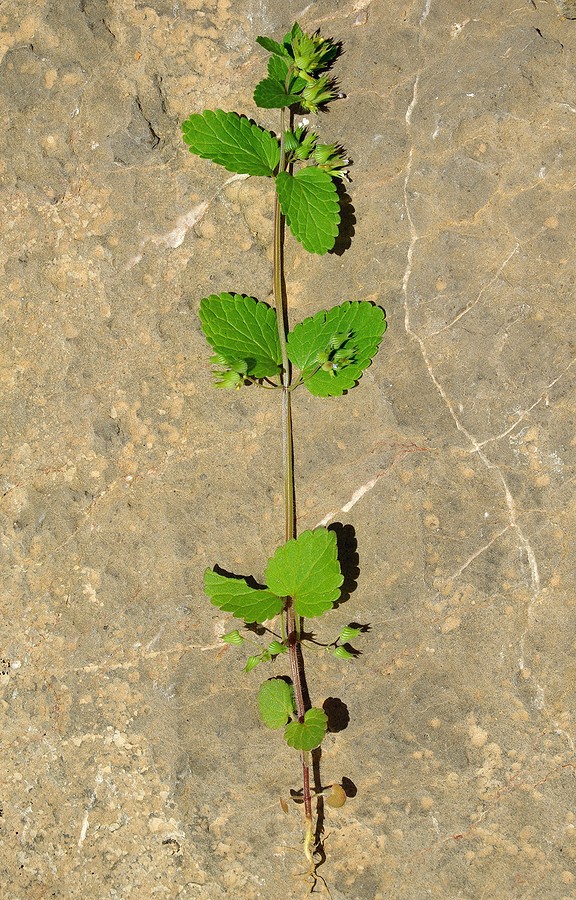 Image of Drepanocaryum sewerzowii specimen.