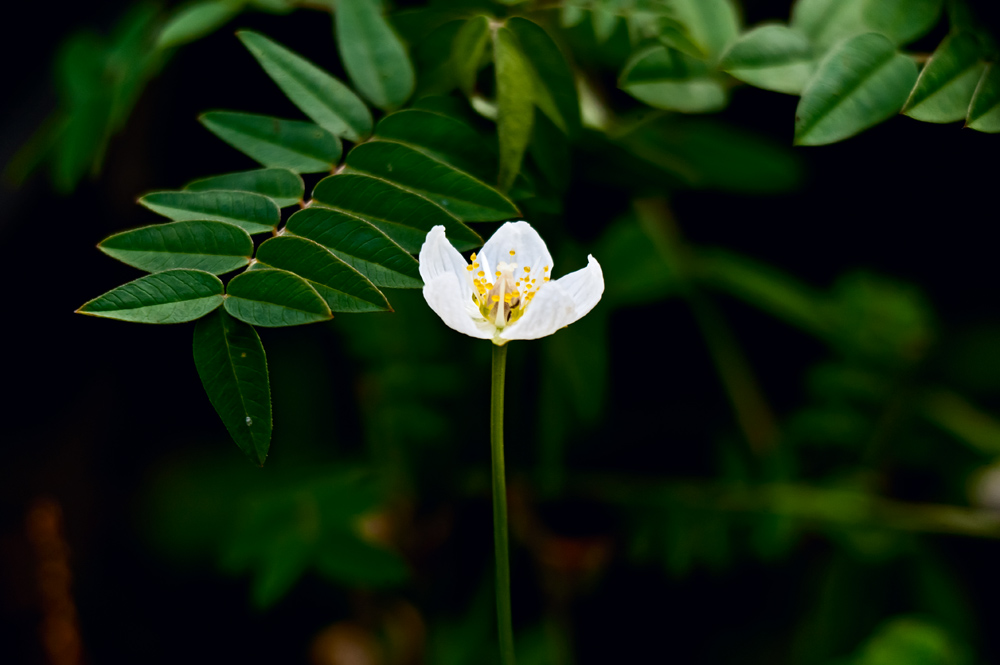 Image of Parnassia palustris specimen.